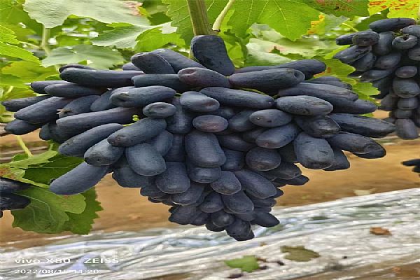 果樹(shù)苗的低溫暗光促眠技術(shù)