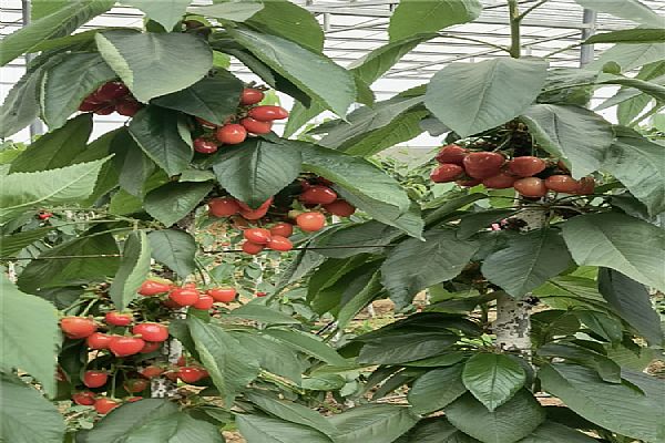 苗木扦插繁殖要點及方法